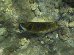 Chaetodon lunula