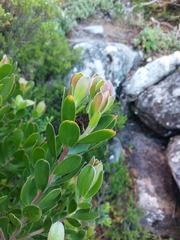 Leucadendron strobilinum