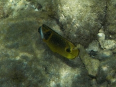 Chaetodon lunula