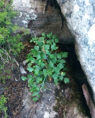 Notobubon galbanum