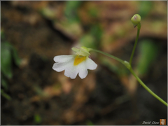 Utricularia striatula