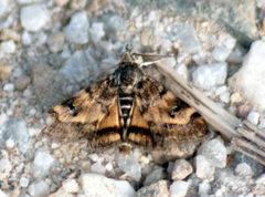 Aporodes