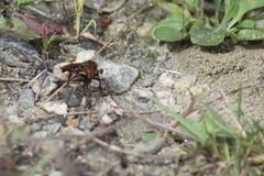 Diogmites basalis