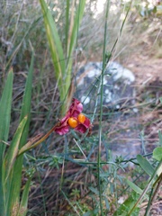 Chasmanthe aethiopica