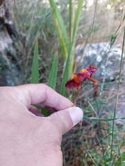 Chasmanthe aethiopica