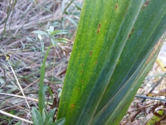 Chasmanthe aethiopica