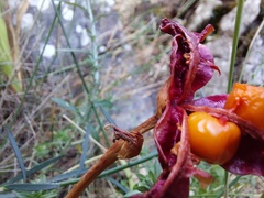 Chasmanthe aethiopica