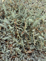 Atriplex glauca