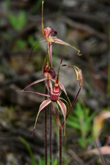 Caladenia ampla