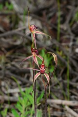 Caladenia ampla