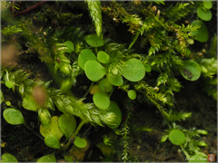 Utricularia striatula