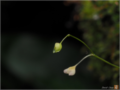 Utricularia striatula