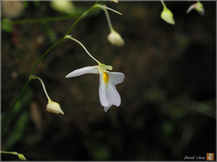 Utricularia striatula