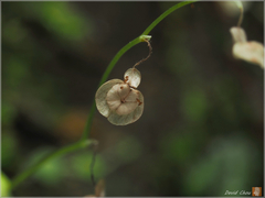 Utricularia striatula