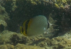Chaetodon vagabundus