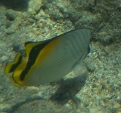 Chaetodon vagabundus