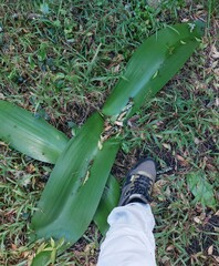 Haemanthus coccineus