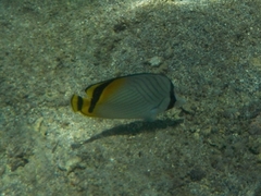 Chaetodon vagabundus