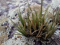 Carex decurtata