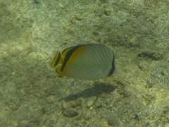 Chaetodon vagabundus