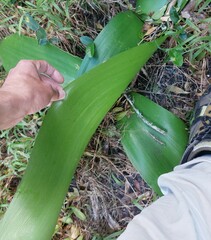 Haemanthus coccineus