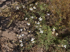 Coreocarpus parthenioides parthenioides
