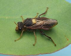 Tenthredinoidea