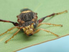 Tenthredinoidea