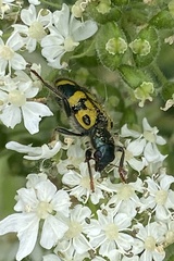 Trichodes ornatus