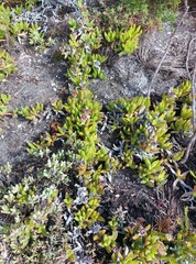 Ruschia promontorii