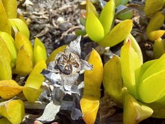 Ruschia promontorii