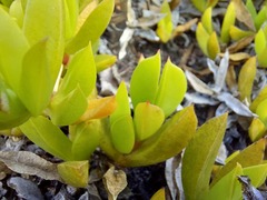 Ruschia promontorii