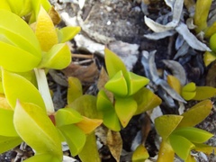 Ruschia promontorii