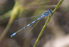 Coenagrion caerulescens