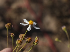 Coreocarpus parthenioides parthenioides
