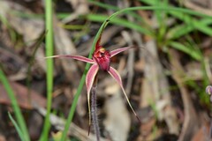 Caladenia ampla