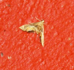 Acentropinae