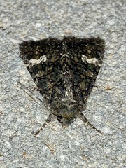 Polymixis ivanchiki