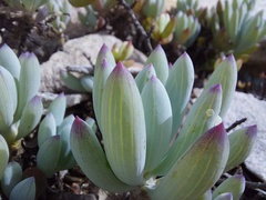 Curio crassulifolius