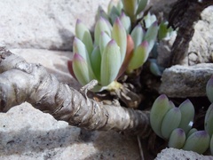 Curio crassulifolius