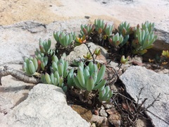 Curio crassulifolius