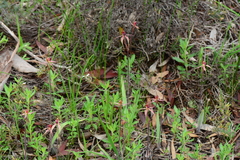 Caladenia ampla