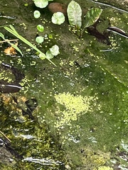 Lemna aequinoctialis