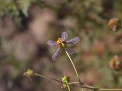 Coreocarpus parthenioides parthenioides