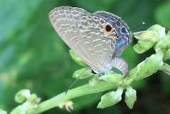 Jamides bochus nabonassar