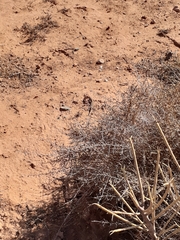 Acanthodactylus busacki