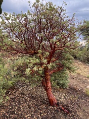 Arctostaphylos pringlei