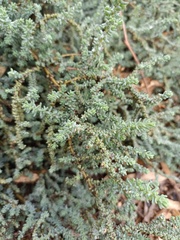 Atriplex glauca