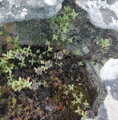 Lampranthus falciformis