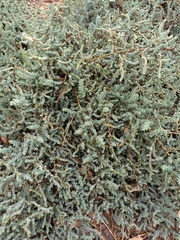 Atriplex glauca